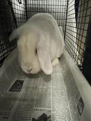 Shelter Stray Female Other last seen , 14409 Vanowen St, Van Nuys, CA 91405, USA