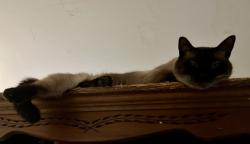 Lost Male Cat last seen W Vermont & Thatcher Park, Indianapolis, IN 46224