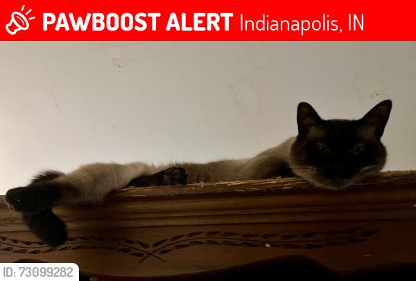 Lost Male Cat last seen W Vermont & Thatcher Park, Indianapolis, IN 46224