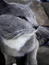 Reunited Male Cat last seen Bonnie blu, Charlotte, NC 28273