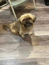 Lost Female Dog last seen 17th and Garnett, Tulsa, OK 74128