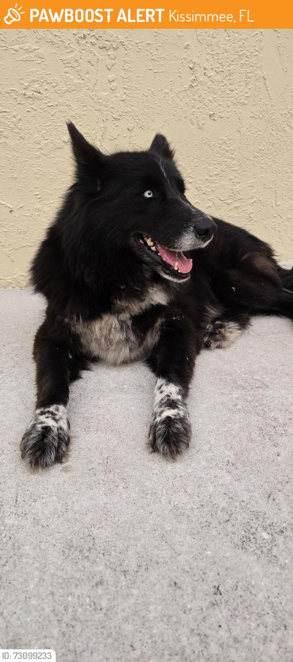 Found/Stray Unknown Dog last seen Quail Ridge Loop, Kissimmee, FL 34744