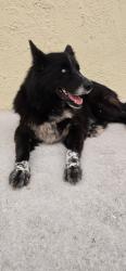 Found/Stray Unknown Dog last seen Quail Ridge Loop, Kissimmee, FL 34744
