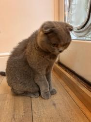 Reunited Male Cat last seen 12A Campden Hill Gardens , Greater London, England W8 7AY