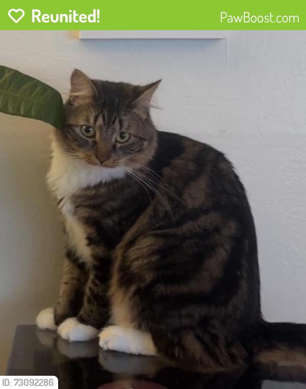 Reunited Male Cat last seen East 15th Street and 3rd Avenue, Oakland, CA 94606, Oakland, CA 94606