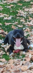 Lost Male Dog last seen Hubbard and Gilispie off 42nd street, Acton, CA 93510