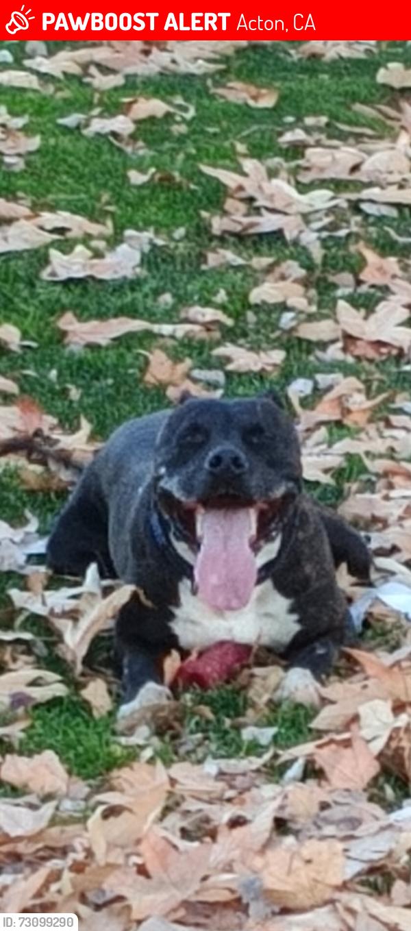 Lost Male Dog last seen Hubbard and Gilispie off 42nd street, Acton, CA 93510