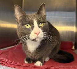 Shelter Stray Male Cat last seen , 3201 Lacy St, Los Angeles, CA 90031, USA