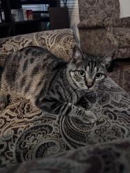 Lost Male Cat last seen Near end of street, San Diego, CA 92129