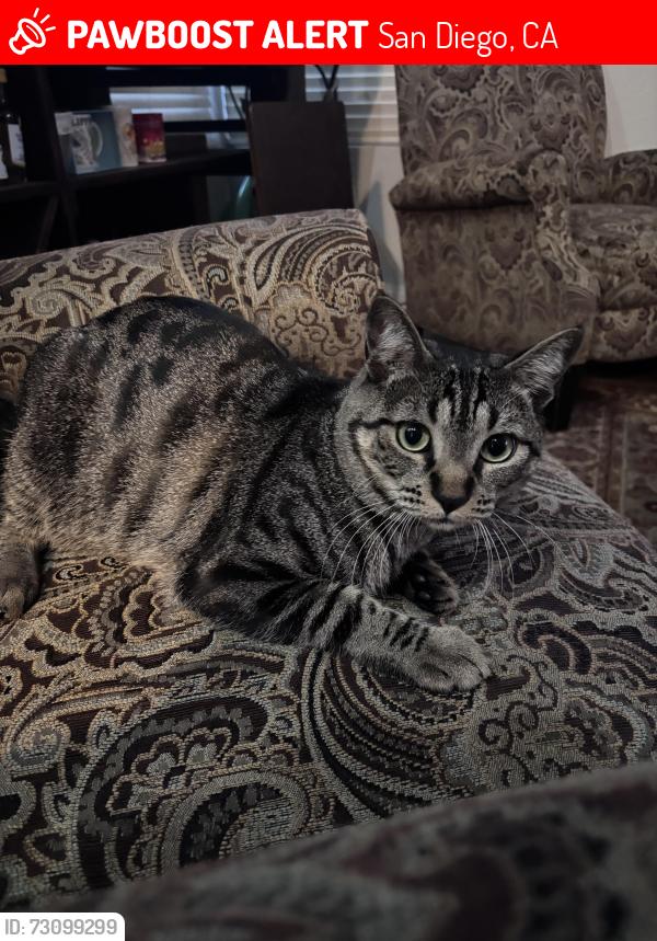 Lost Male Cat last seen Near end of street, San Diego, CA 92129