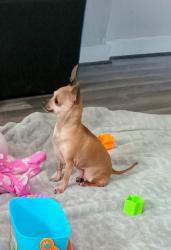 Reunited Female Dog last seen Little Cove Rd, Boaz, AL 35956