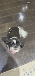 Reunited Female Dog last seen Woodmere Way Ct in the Bluffs neighborhood, Saint Charles, MO 63303