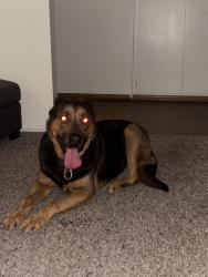 Found/Stray Male Dog last seen E madison Ave, N third st, El Cajon, CA 92019