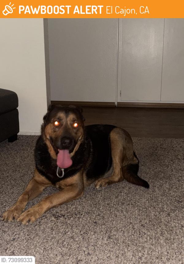Found/Stray Male Dog last seen E madison Ave, N third st, El Cajon, CA 92019