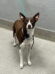 Shelter Stray Female Dog last seen , 655 N Mojave Rd, Las Vegas, NV 89101, USA