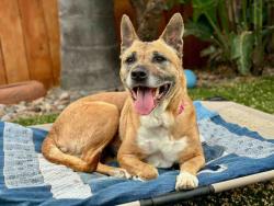 Shelter Stray Female Dog last seen RAINBOW HEIGHTS, 2481 Palomar Airport Rd, Carlsbad, CA 92011, USA