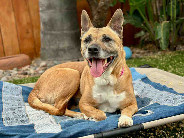 Shelter Stray Female Dog last seen RAINBOW HEIGHTS, 2481 Palomar Airport Rd, Carlsbad, CA 92011, USA