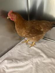 Shelter Stray Female Bird last seen Near BLK MOLINO AVE. LONG BEACH CA 90803, 7700 E Spring St, Long Beach, CA 90815, USA