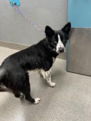 Shelter Stray Male Dog last seen , 655 N Mojave Rd, Las Vegas, NV 89101, USA