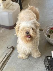 Found/Stray Female Dog last seen Juniper flts 92548, Nuevo, CA 92567