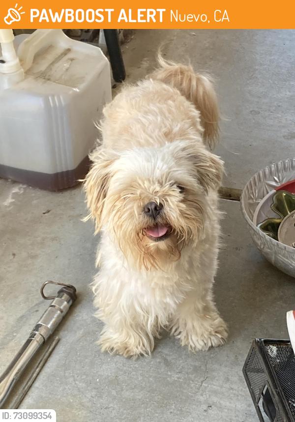 Found/Stray Female Dog last seen Juniper flts 92548, Nuevo, CA 92567