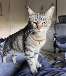 Lost Female Cat last seen St. Christopher drive, Danville, CA 94526