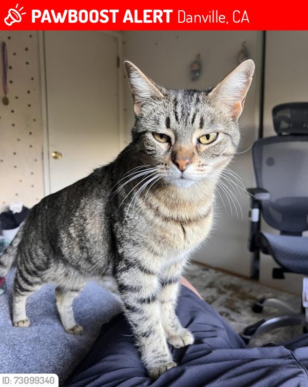 Lost Female Cat last seen St. Christopher drive, Danville, CA 94526