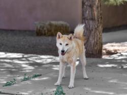 Shelter Stray Female Dog last seen CAMINO VUESTRO ESPANOLA NM 87532, 100 Caja Del Rio Rd, Santa Fe, NM 87507, USA