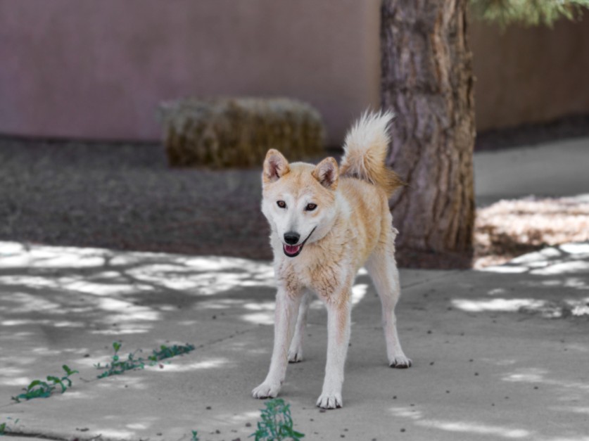 Shelter Stray Female Dog last seen CAMINO VUESTRO ESPANOLA NM 87532, 100 Caja Del Rio Rd, Santa Fe, NM 87507, USA