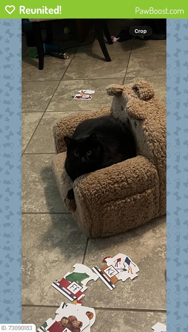 Reunited Male Cat last seen Lambing & Rutgers Ln , Deer Park, TX 77536