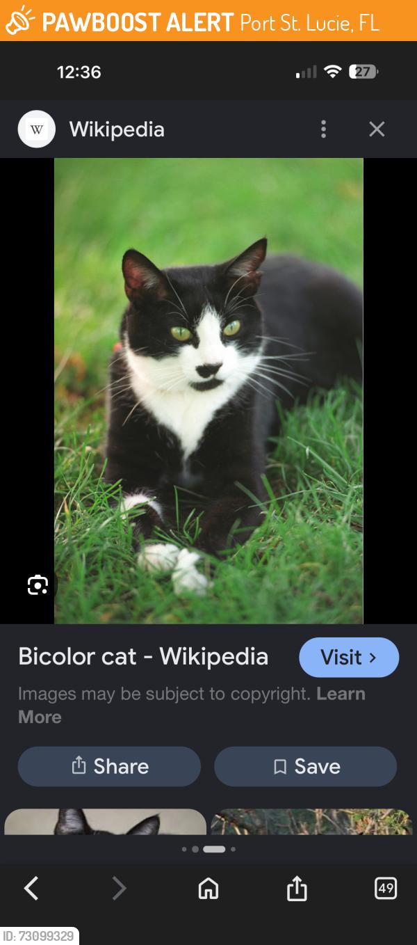 Found/Stray Unknown Cat last seen Port st Lucie blvd / alcantarra ave just past the red light in the road, Port St. Lucie, FL 34953
