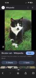 Found/Stray Unknown Cat last seen Port st Lucie blvd / alcantarra ave just past the red light in the road, Port St. Lucie, FL 34953