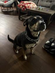 Reunited Female Dog last seen Oakland Cemetery, Saint Paul, MN 55101