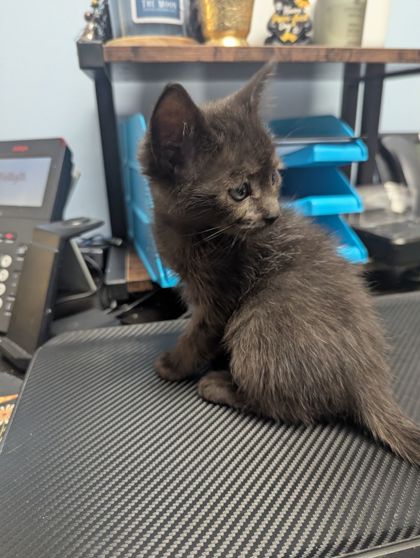 Shelter Stray Male Cat last seen Near Fields Dr, Lithonia, GA 30038, 30038, GA, 3280 Chamblee Dunwoody Rd, Chamblee, GA 30341, USA