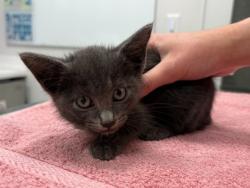 Shelter Stray Male Cat last seen Independence & Prospect, KCMO, 64124, 64124, MO, 7077 Elmwood Ave, Kansas City, MO 64132, USA
