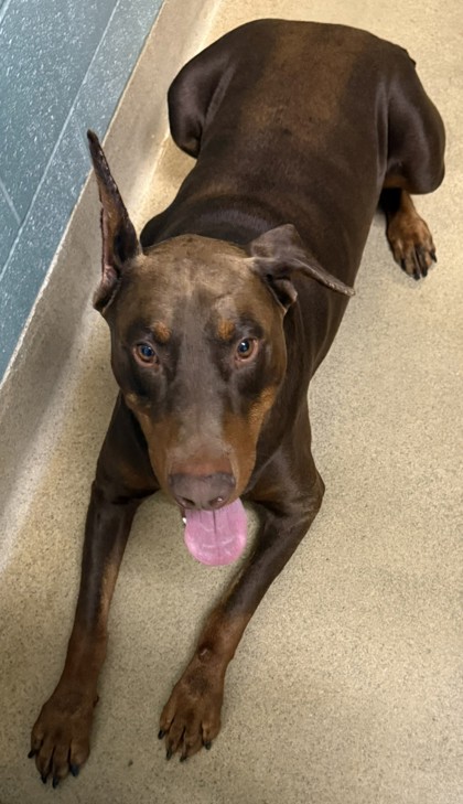 Shelter Stray Male Dog last seen , , CA, 1101 29th Ave, Oakland, CA 94601, USA