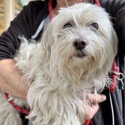 Shelter Stray Male Dog last seen Near Edes ave, Oakland, , 1101 29th Ave, Oakland, CA 94601, USA