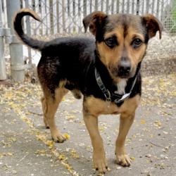 Shelter Stray Male Dog last seen Near Edes ave, Oakland, , 1101 29th Ave, Oakland, CA 94601, USA