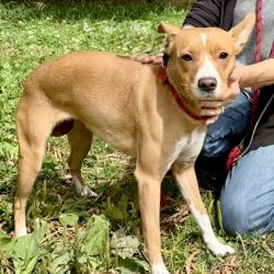 Shelter Stray Female Dog last seen OAS parking lot, Oakland, , 1101 29th Ave, Oakland, CA 94601, USA