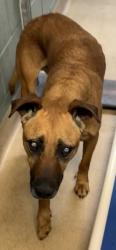 Shelter Stray Male Dog last seen 53rd and Market, Oakland, CA, 1101 29th Ave, Oakland, CA 94601, USA