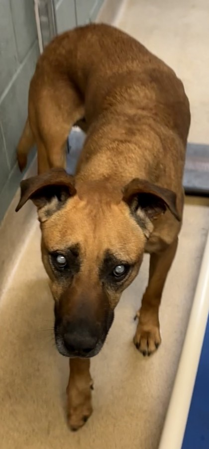 Shelter Stray Male Dog last seen 53rd and Market, Oakland, CA, 1101 29th Ave, Oakland, CA 94601, USA