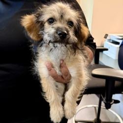 Shelter Stray Female Dog last seen Near Market st #B, Oakland, CA, 1101 29th Ave, Oakland, CA 94601, USA