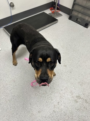 Shelter Stray Unknown Dog last seen Near 51st ave, Oakland, , 1101 29th Ave, Oakland, CA 94601, USA
