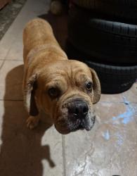 Found/Stray Male Dog last seen Calle la quinta, Chula Vista, CA 91914