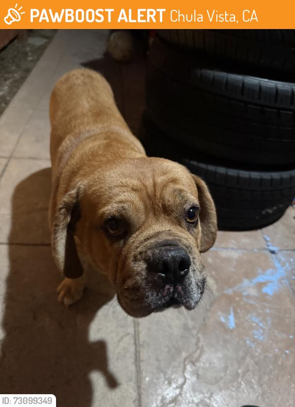 Found/Stray Male Dog last seen Calle la quinta, Chula Vista, CA 91914
