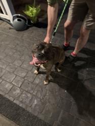 Found/Stray Unknown Dog last seen 238th and Glisan, Wood Village, OR 97060