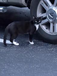 Found/Stray Unknown Cat last seen MexiWings parking lot on Brainerd at Levee/Greenway, Chattanooga, TN 37411