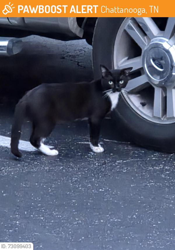 Found/Stray Unknown Cat last seen MexiWings parking lot on Brainerd at Levee/Greenway, Chattanooga, TN 37411