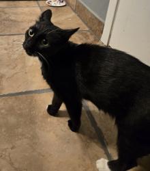 Found/Stray Female Cat last seen Sutherland Drive, Tyler, Tx, Tyler, TX 75703