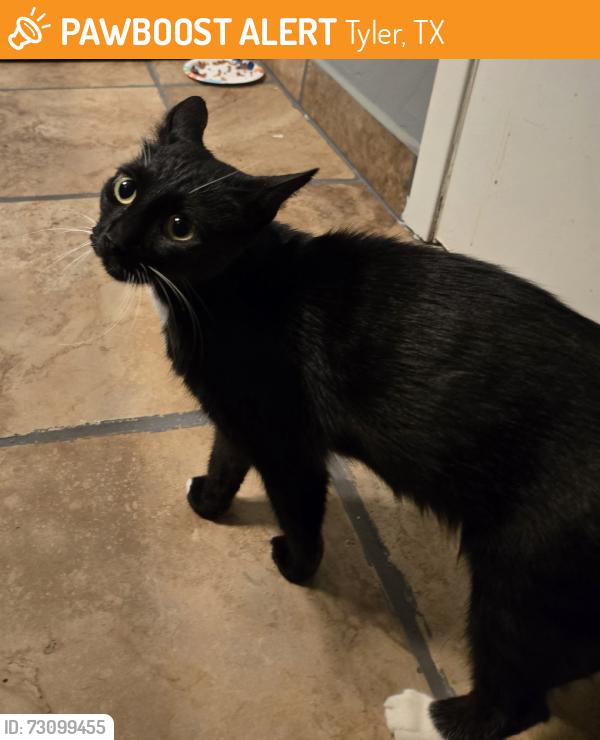 Found/Stray Female Cat last seen Sutherland Drive, Tyler, Tx, Tyler, TX 75703